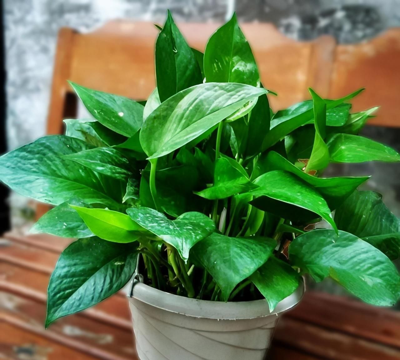 虫子总围着花草嗡嗡飞?自制“4样”杀虫剂,安全无毒,效果好