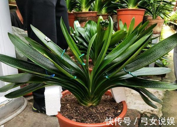 夏季养殖蟹爪兰、沙漠玫瑰、仙客来、君子兰,少浇水反而长得好