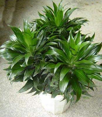 几种最适合冬天养的懒人植物，一定要来一盆