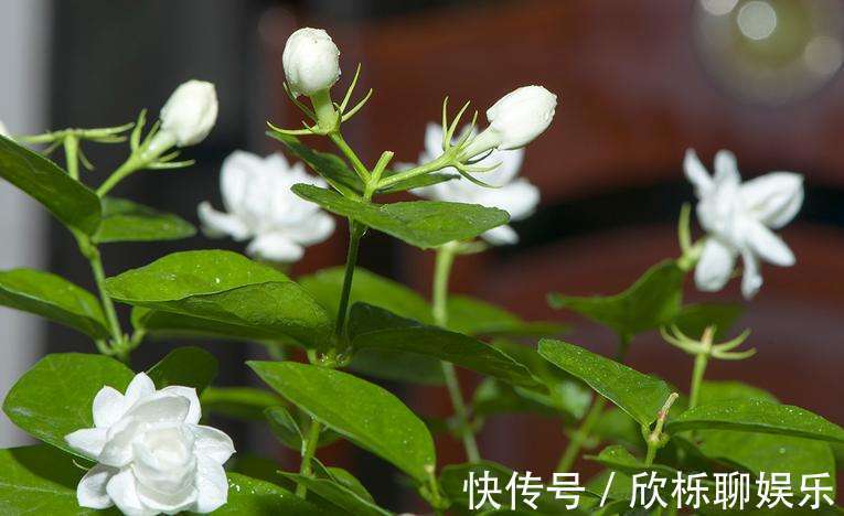 茉莉“畏手畏脚”不敢长,换掉“憋屈盆”,个子猛蹿,花开一片