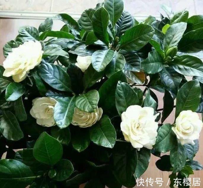 3种花特别适合养客厅,浇水就疯长,家里摆1盆,比香水还好闻