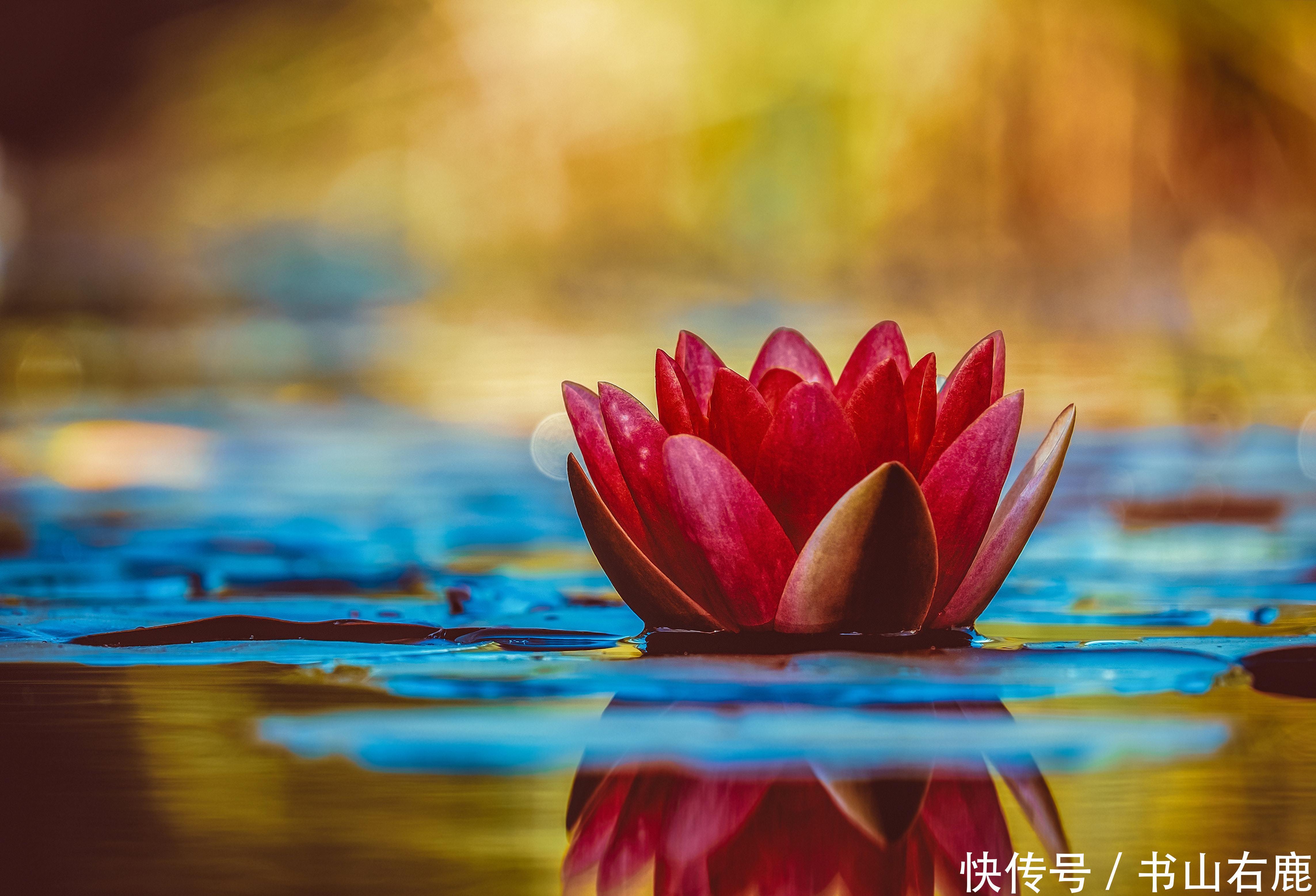 李清照《一剪梅》|每日记歌词| 一剪梅