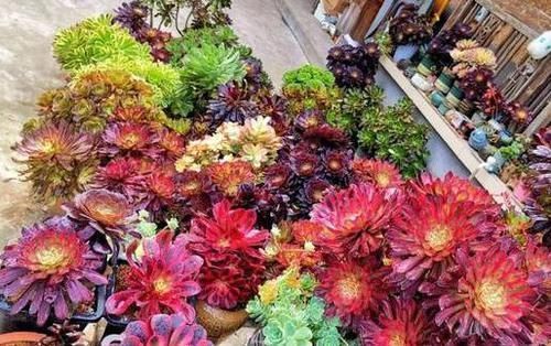 色素|砰砰疯长的多肉植物,该如何养出好状态用它补水上色贼快