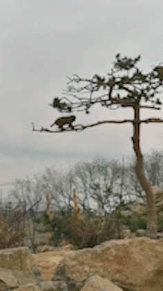 |搞笑GIF:妹子,下回要跳,选个好点的椅子。