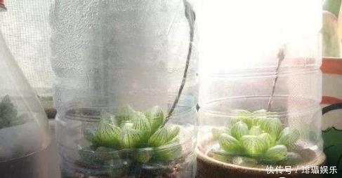 多肉养殖，就用这1种“神器”，植株生根快，长得“翠绿欲滴”