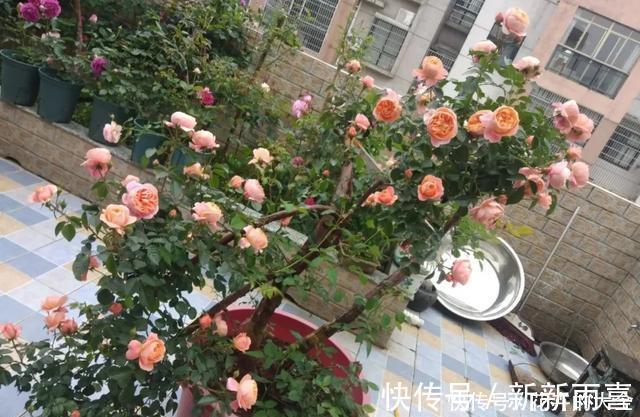 绣球|3种花养在小盆里,2年变老桩,茎干粗壮开花香,1次能开50朵