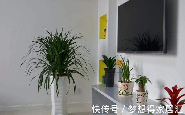 绿萝|7种“健康花”，家里养一盆，寓意好，有格调，寿命长，还干净