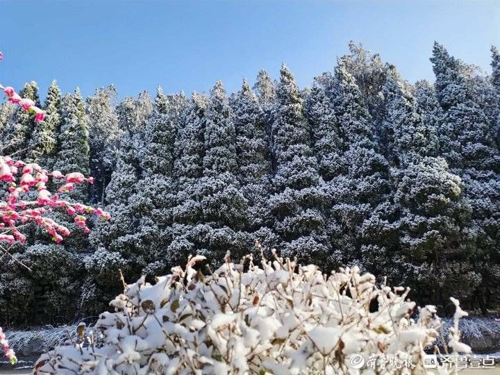 跑马岭|济南南山跑马岭迎来今冬第二场降雪！齐鲁雪乡美似童话