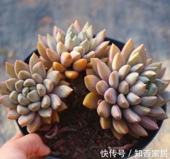 推荐款容易爆头的多肉,皮实好养长得快,一次养10盆不嫌多