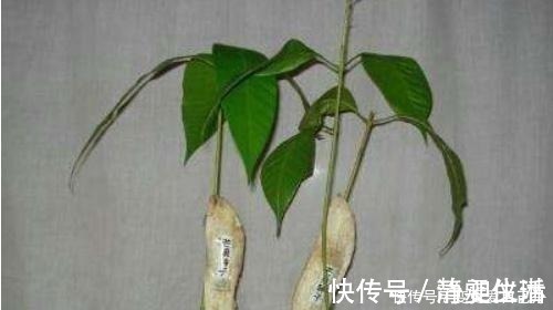 花盆|女儿吃完“它”丢进空花盆,半年后绿油油地长满盆,比盆景还好看!