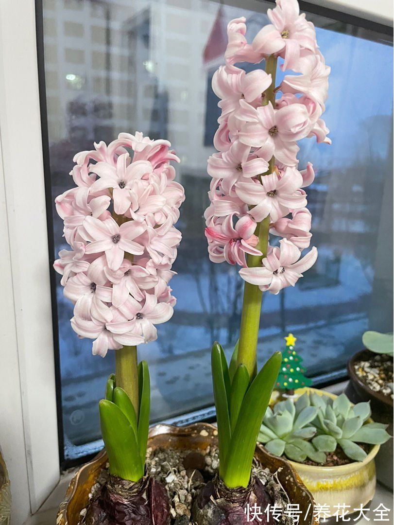 早春就开花的植物,现在养正是时候,呼呼开花花苞冒不停