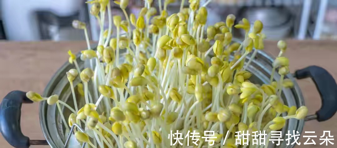 小白|想吃豆芽不用买,教你自己在家做,做法简单,随吃随取特方便!