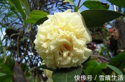 月季|此花是中国传统名花,颜值不输牡丹月季,是家庭盆栽佳品!