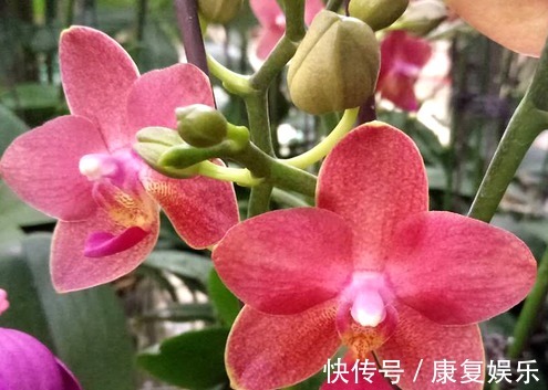 四季兰|家里阳台就养这些花朵,超好养,开花就爆盆,花大色艳,开花超美