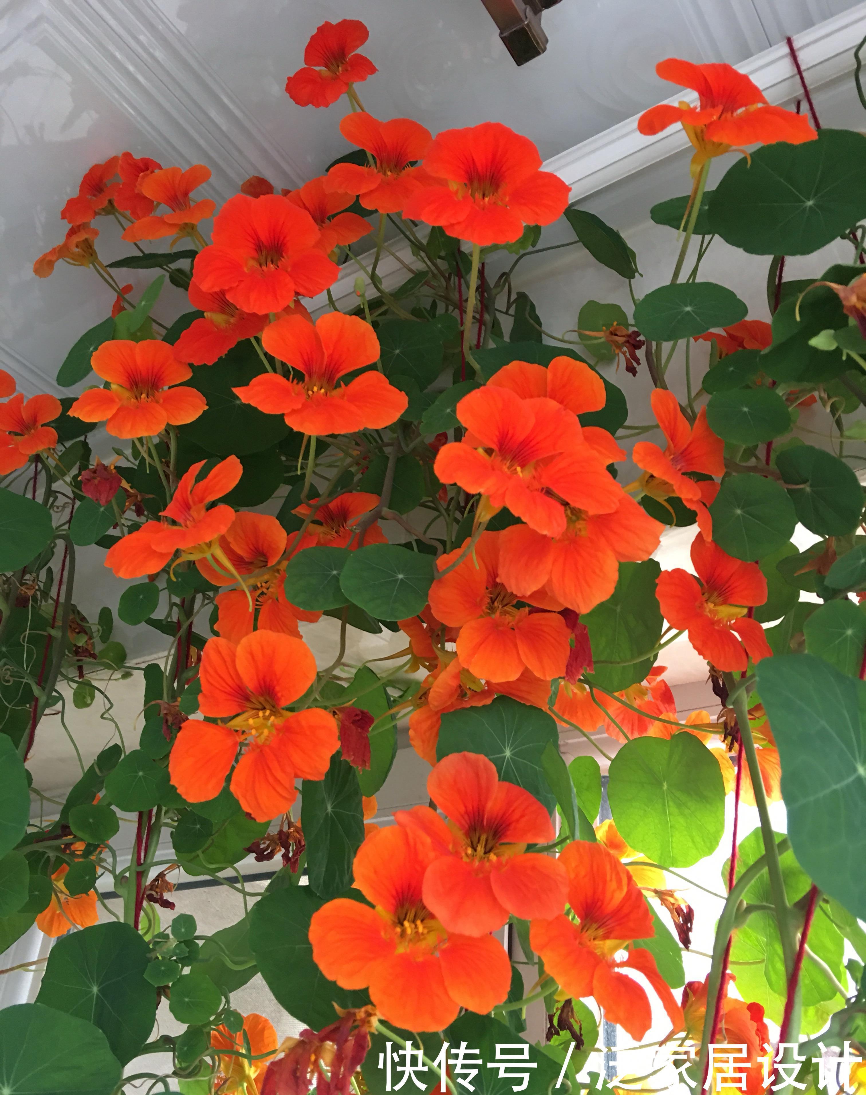 封闭阳台养啥花?这款很不错,打理容易,花繁叶密,多季重复开