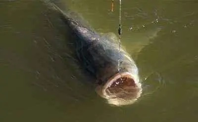 如果打窝出现了这些问题,鱼儿会越钓越少