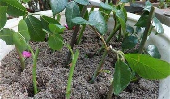 阳台养花选它，香味浓郁花量大，好养易繁殖，开花美极了