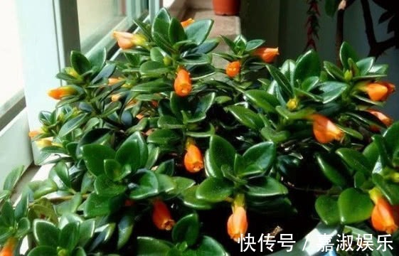 光照|别养绿萝吊兰了此花好养又漂亮，全年开花不断，比月季漂亮10倍