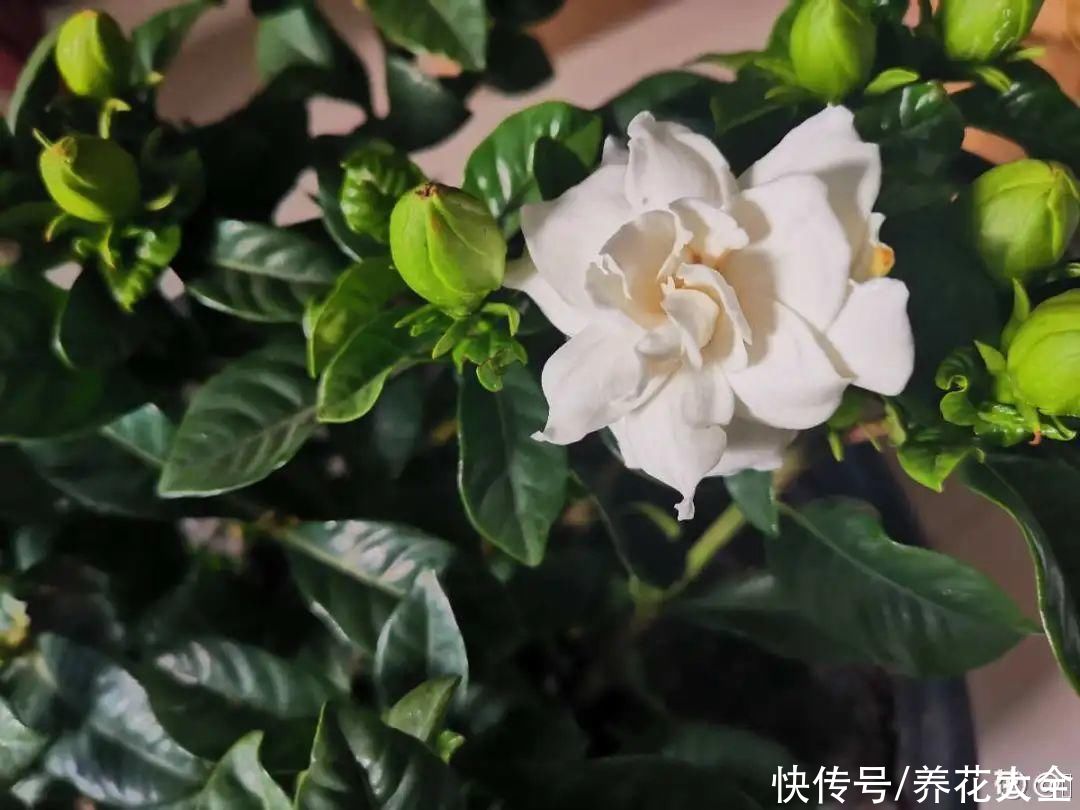 花市里买花，巧认识“激素苗”，买花不上当