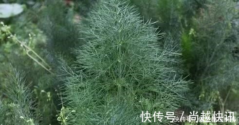 胃病|它是最厉害的绿叶蔬菜, 冬季吃它, 养阳驱寒, 还是胃病克星!