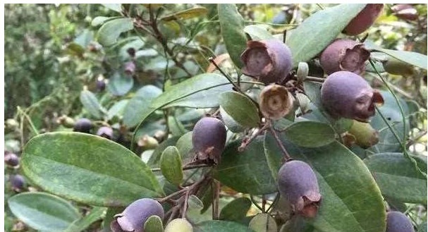 山棯子|每天当零食吃几颗,能美容养颜,养血止血,手脚不再冰凉