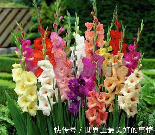 瓷玫瑰瓷玫瑰|5种花不仅花好看,名字也好听,还是爆盆能手