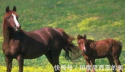 老祖宗|“好马不吃回头草”,人呢下半句尽显老祖宗智慧!