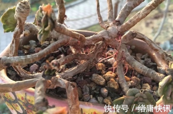 老桩|多肉老桩有真伪,3种“伪老桩”鉴别,揭开真面目,避免被忽悠