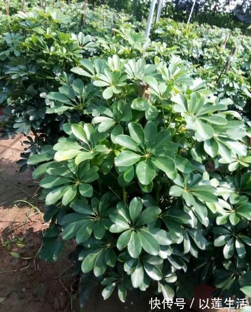 墙根底下没有光照不要怕，这些植物没有光照长得更旺