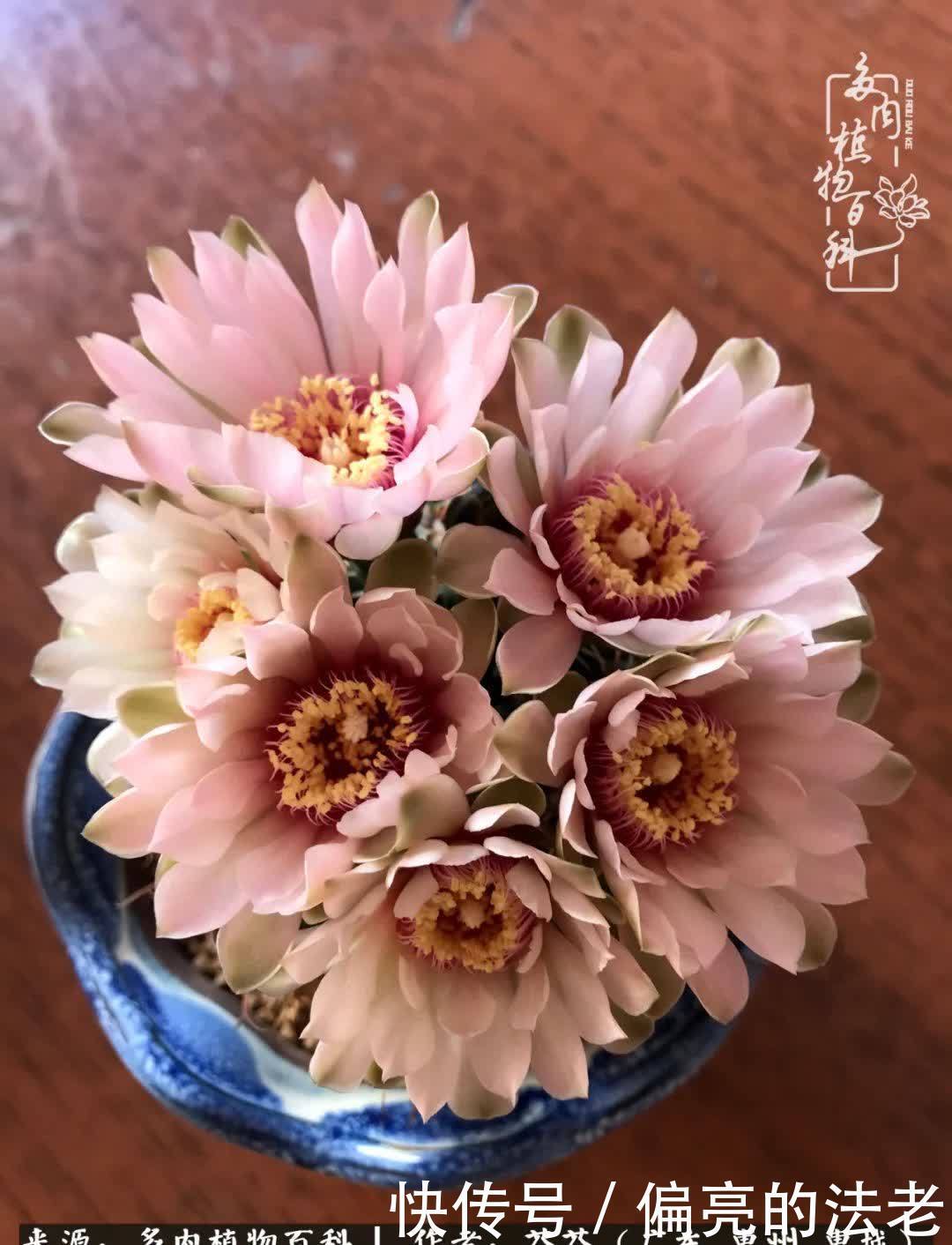 养花|一种爱好就是一种境界,养花养多肉可以培养一个人的心境!