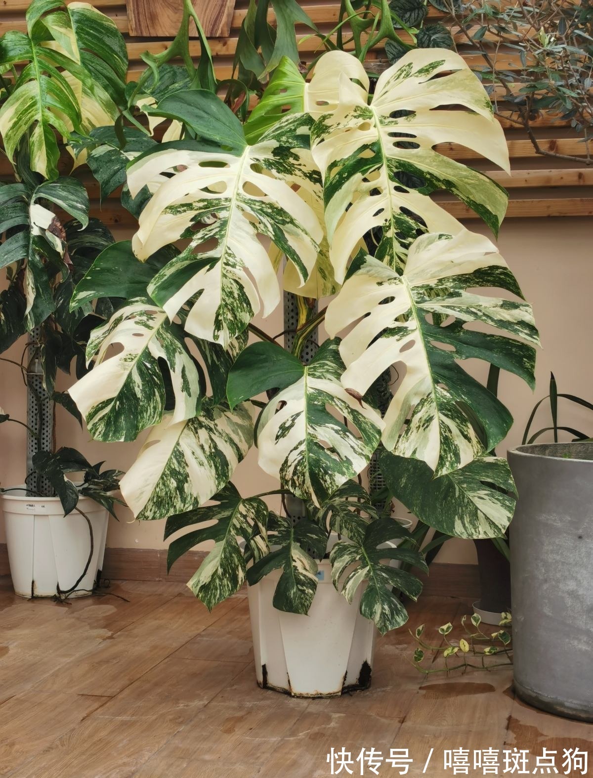 室内想养大盆镇宅花,建议从这10种里面选,听名字就很霸气