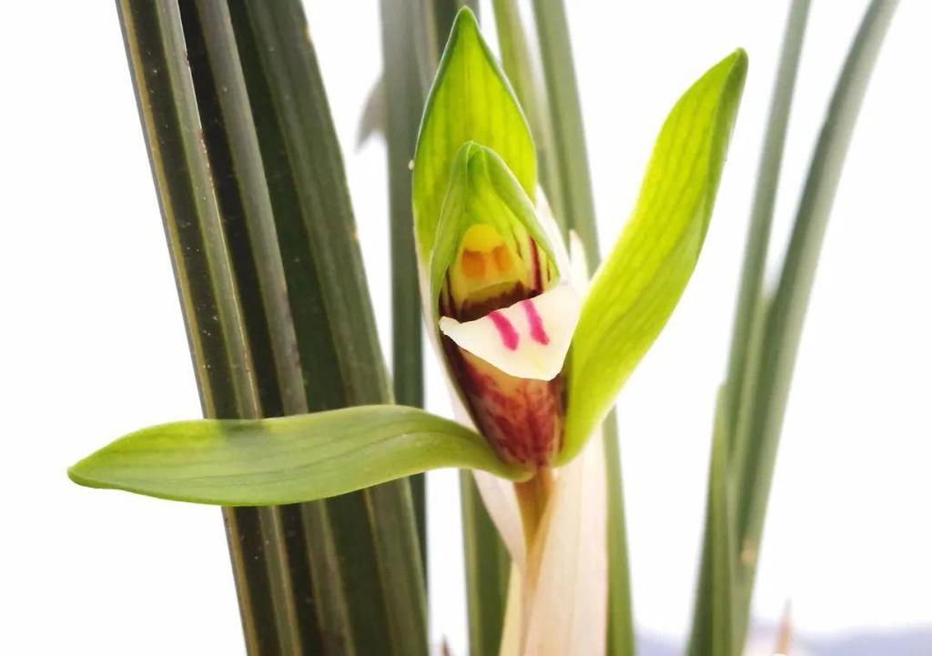 兰花几天浇一次水？3天浇一次，和15天浇一次有区别吗