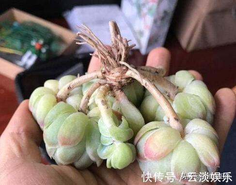 根系|栽种多肉前,这1步不能缺,做到后服盆更快,长得肥,状态美!