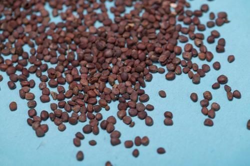 粪便|老年人便秘不要慌,医生:一片叶子泡水喝,隔天一通到底,排出宿便