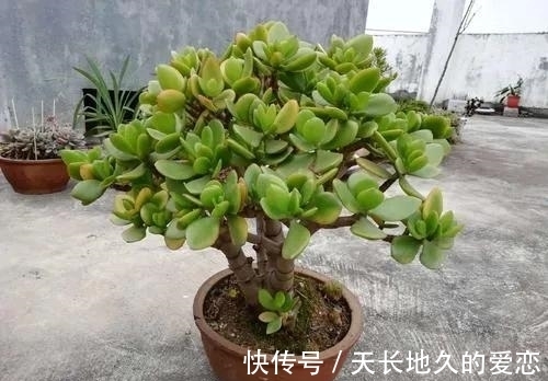 多肉达摩宝珠常被拿来跟玉树作比较,新手也能养成大老桩?