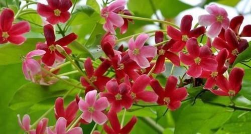 3种花是花中劳模,一开就能爆盆一片花海,四季都能有花赏