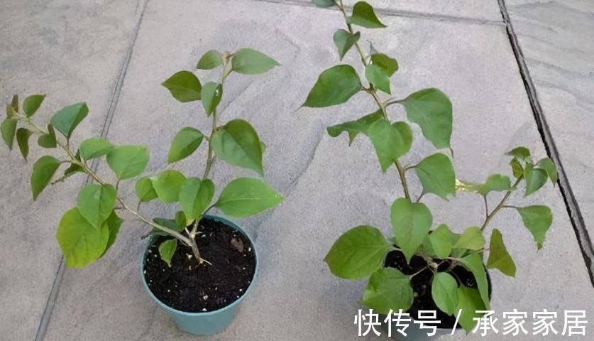 泥炭土|扦插三角梅，该怎么获取成功？抓住3点，枝条轻松变成小花苗