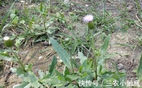 叶片|过去不识货以为是无用杂草,其实嫩叶的食用价值高,城里一斤8元