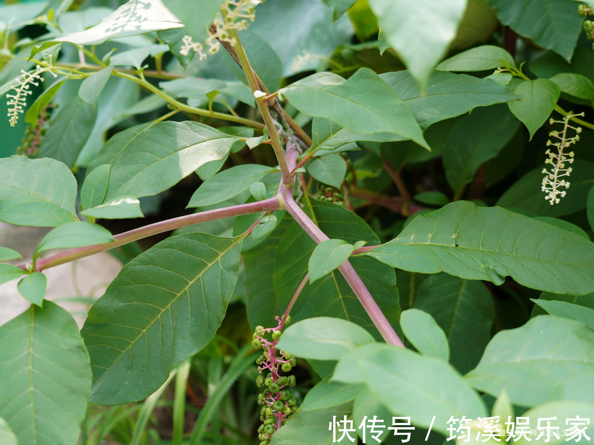 后院|6旬农民大妈家长出1棵野人参,枝繁叶茂万元不卖,看看啥样