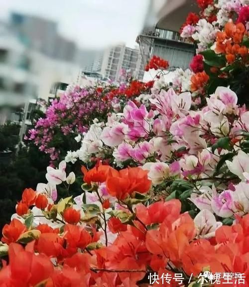 分化|三角梅、君子兰、蟹爪兰、不开花，让人头疼，教你一招解决！