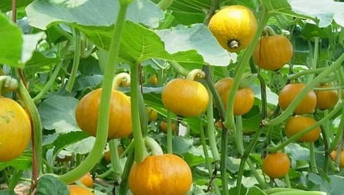 美容養(yǎng)顏|40歲女性多吃3種食物，排毒養(yǎng)顏，滋潤(rùn)肌膚，早吃早好