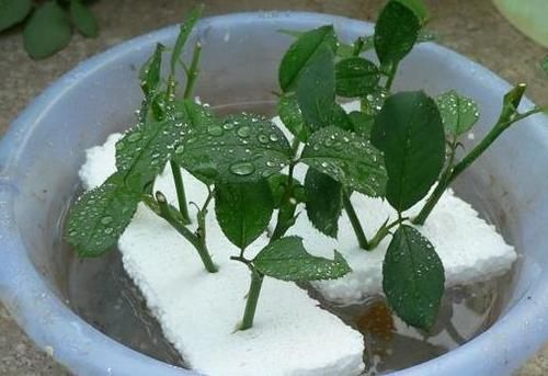 学会这些小技巧,养花扦插将成“小事一桩”