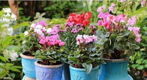 浇花就用“1种水”,啥花都能用,比黄豆水、淘米水强100倍,养根