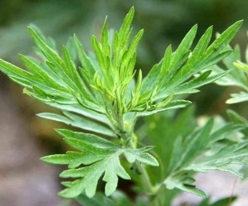 湿疹|艾叶泡水实在太厉害了，坚持一周，好处主动找上门，早知早受益