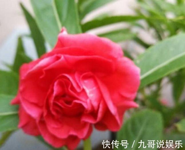 凤仙花凤仙花|养花就养个花期长的，花大色艳，人见人爱，养100盆也不多！