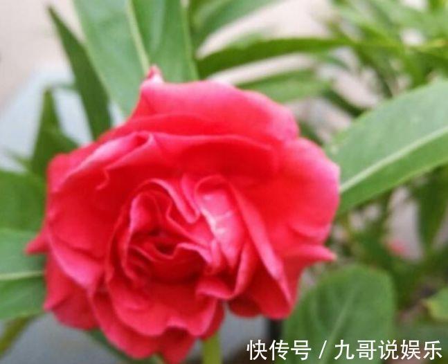 凤仙花凤仙花|养花就养个花期长的,花大色艳,人见人爱,养100盆也不多!