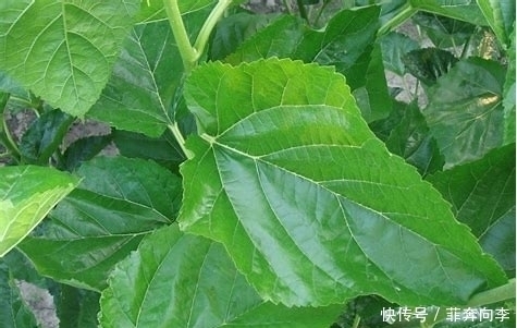 泡水|乡下这种叶子被称为“神仙草”，泡水喝清热解毒，降血压，还淡斑