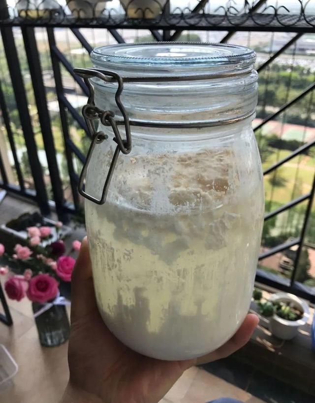 9种花真是老酒鬼,5天一小杯,叶子绿得像打蜡