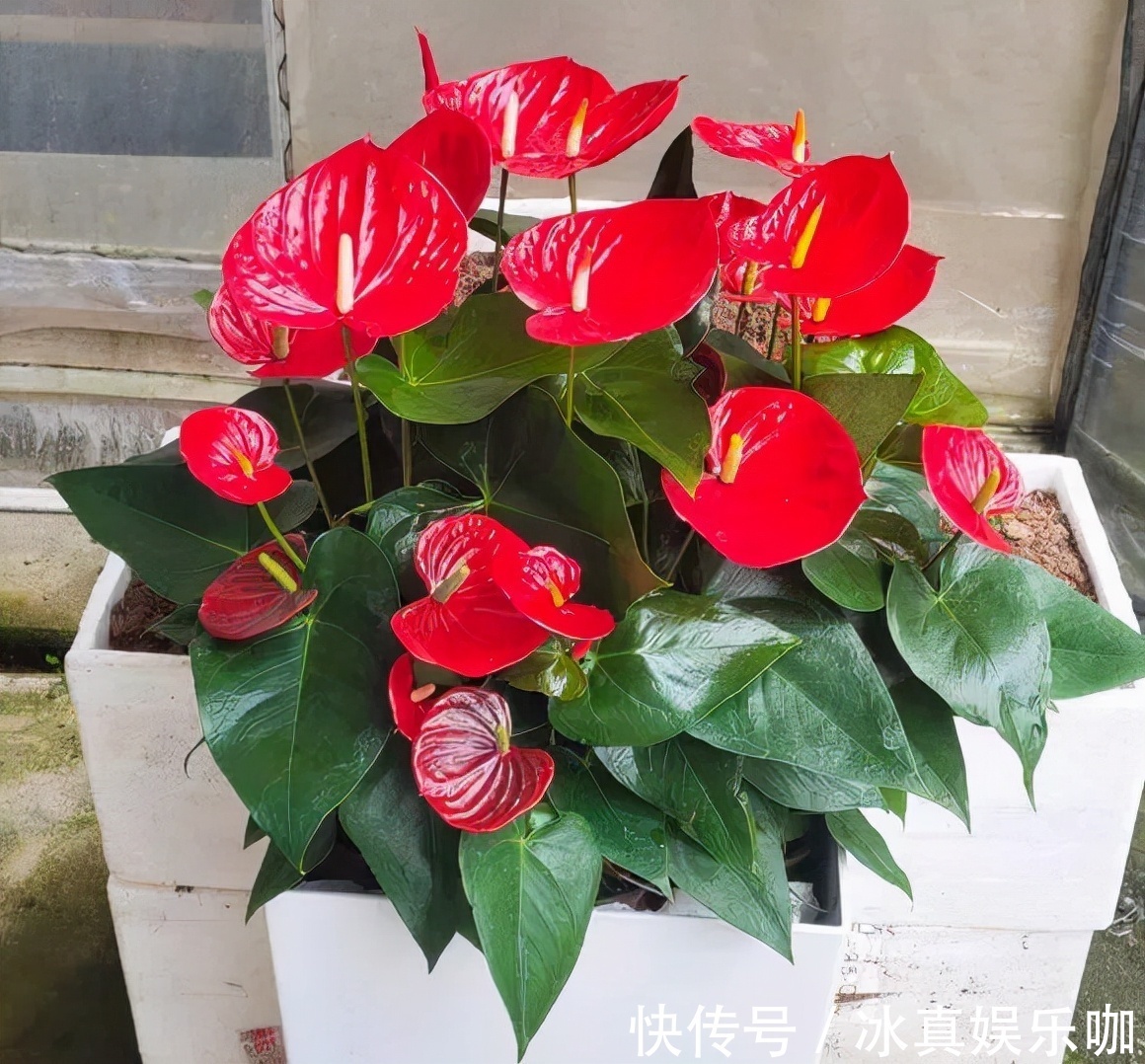 年宵花|5种“红火花”，养在家里红红火火，鸿运当头，好看又吉利