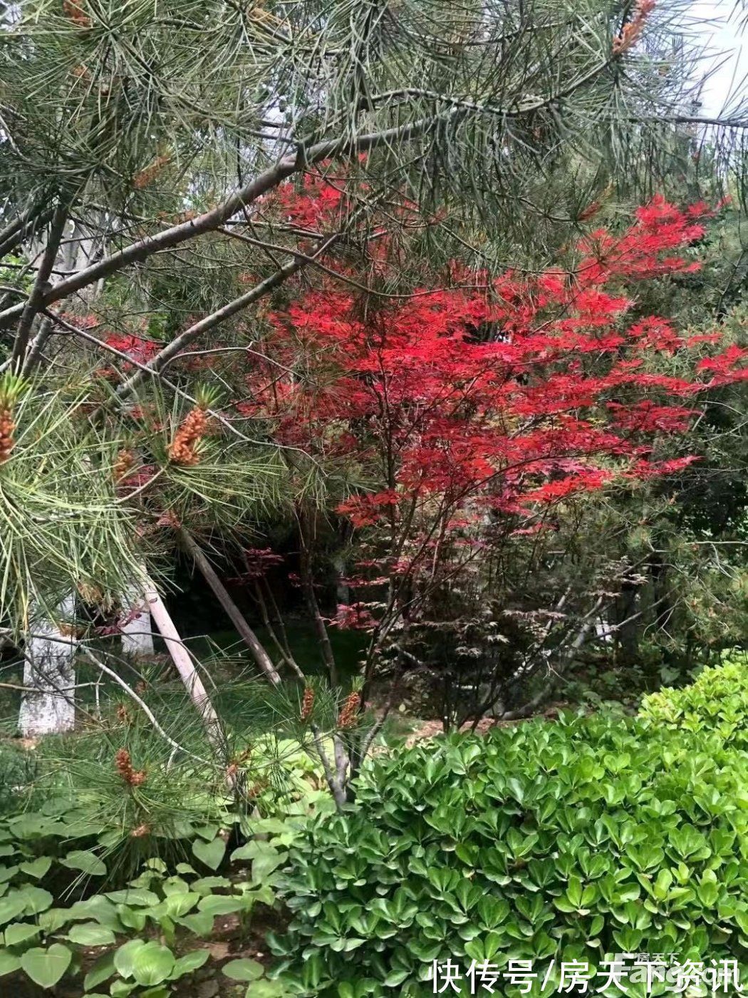 准现房|燕西华府怎么样?看置业顾问胡凤雷发布了一条项目新消息